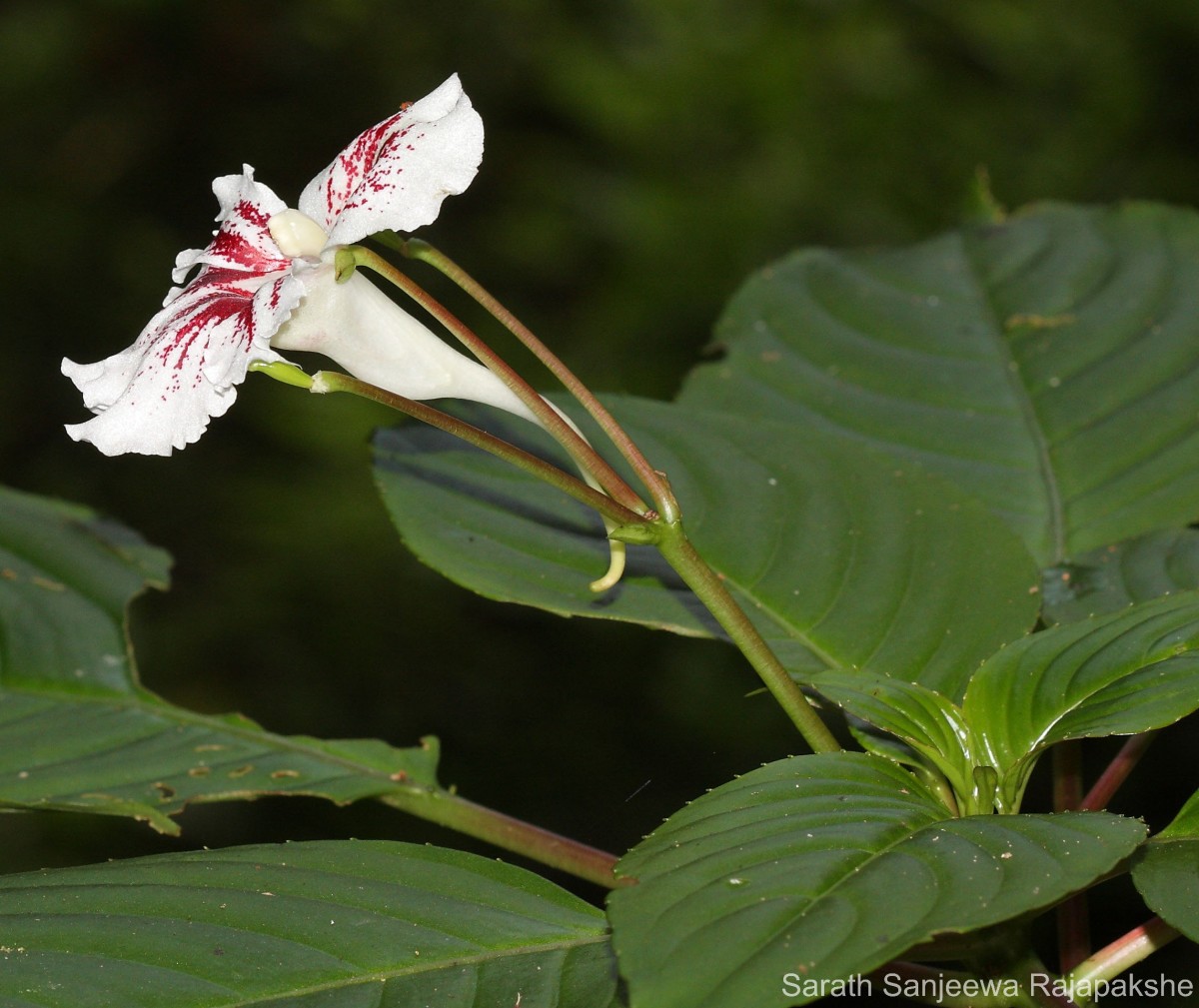 Impatiens grandis B.Heyne
